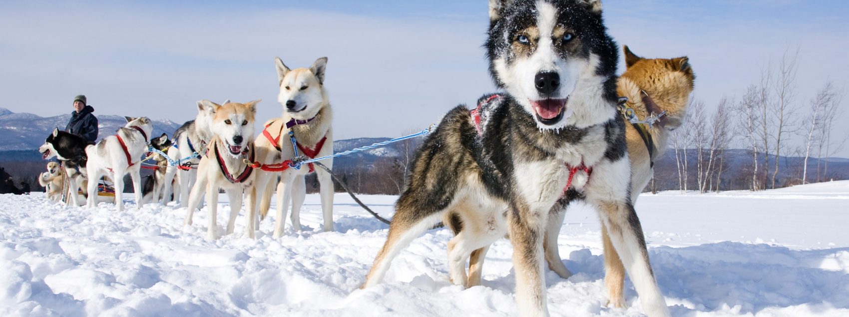 Dog sledding in Courchevel  Maison Fenestraz
